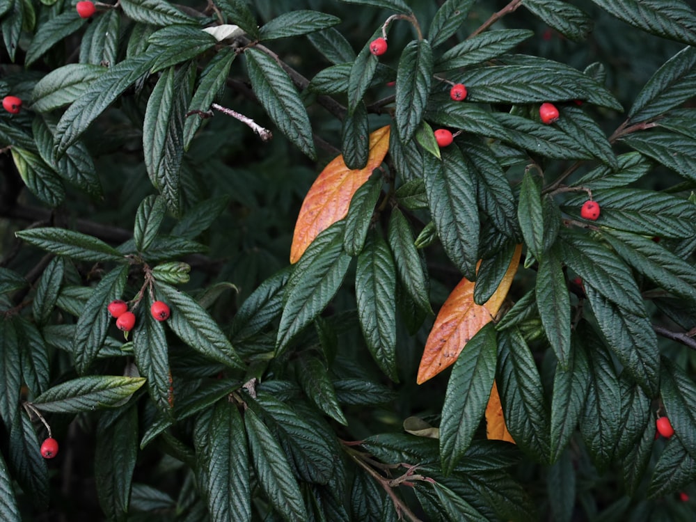 green-leafed plant