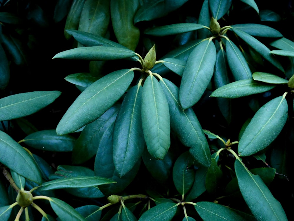 selective focus photography of green leaves