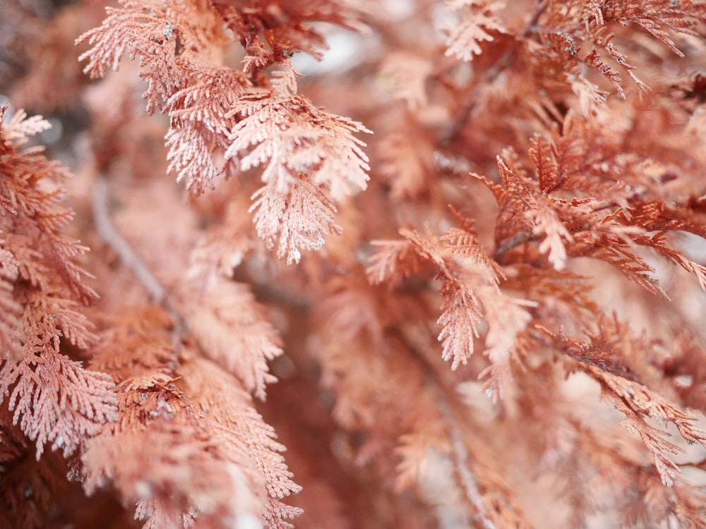 close-up photo of brown leaf tree