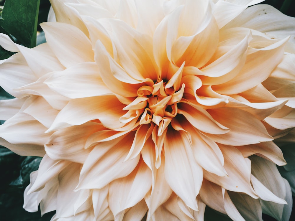 selective focus photography of peach Dahlia flower in bloom