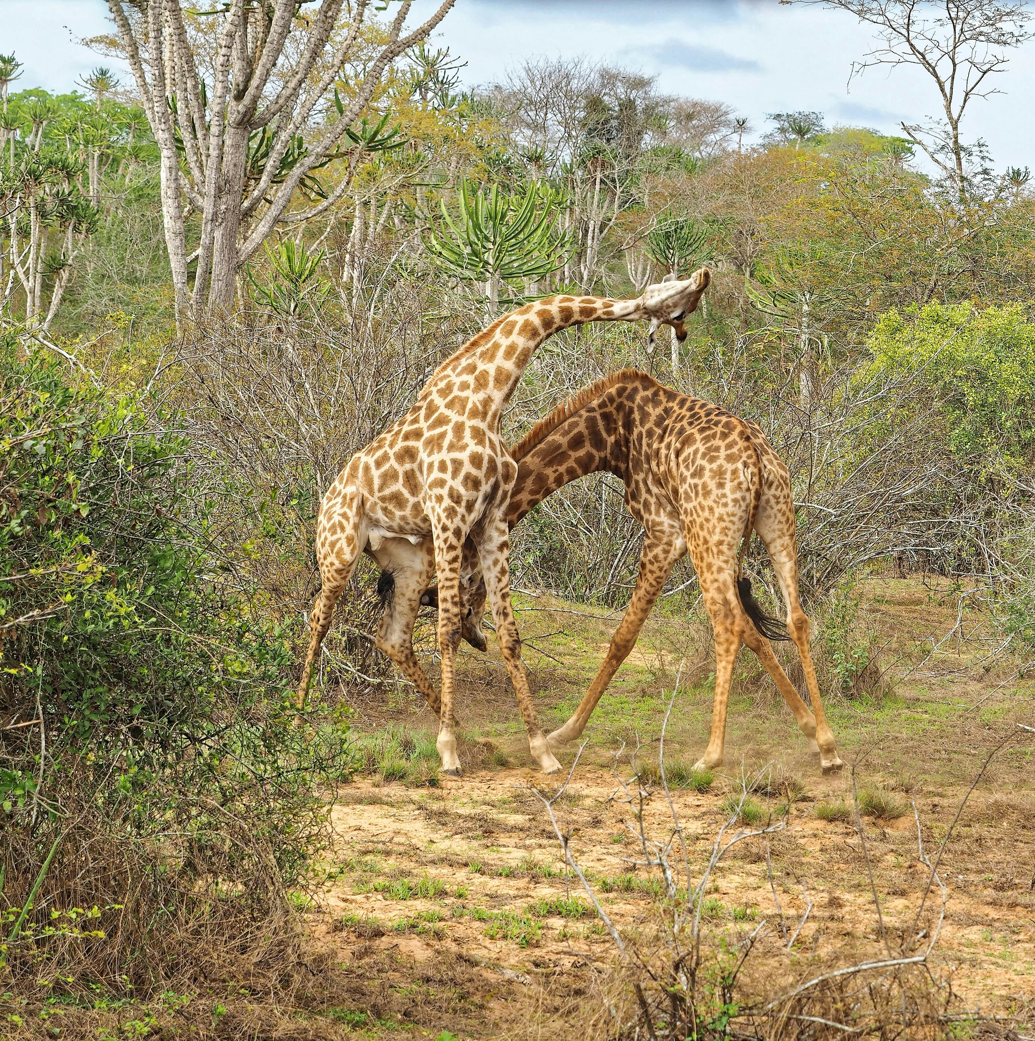 two brown giraffes standing