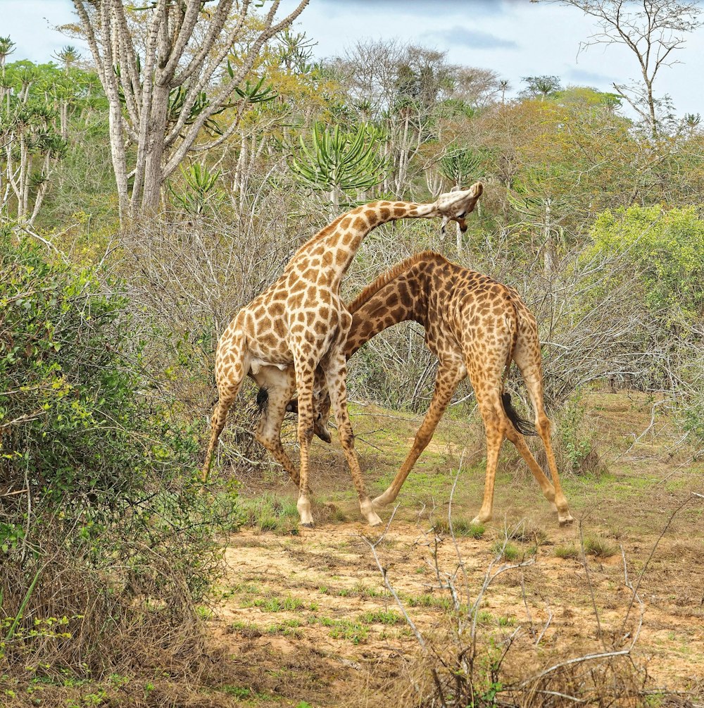 two brown giraffes standing
