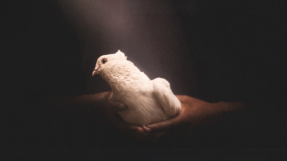 white dove