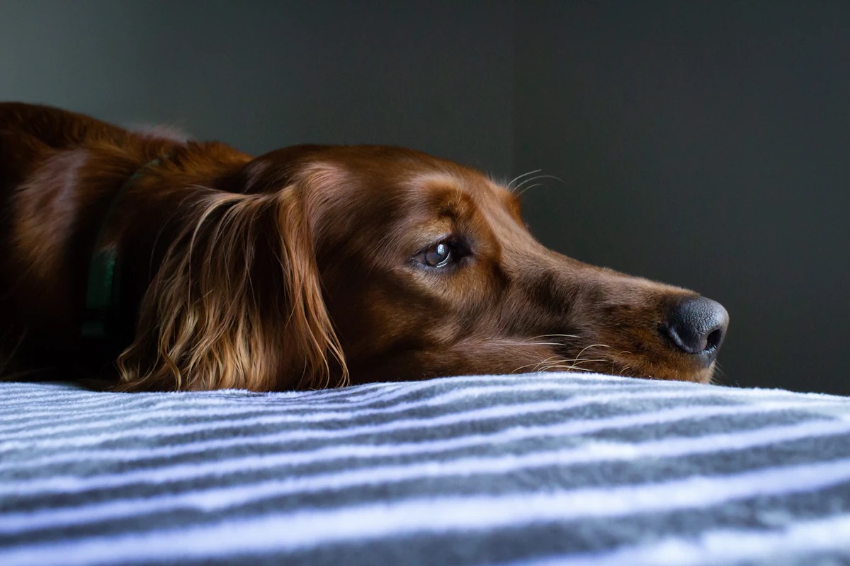 Cane marrone disteso su una trapunta a righe blu e bianche