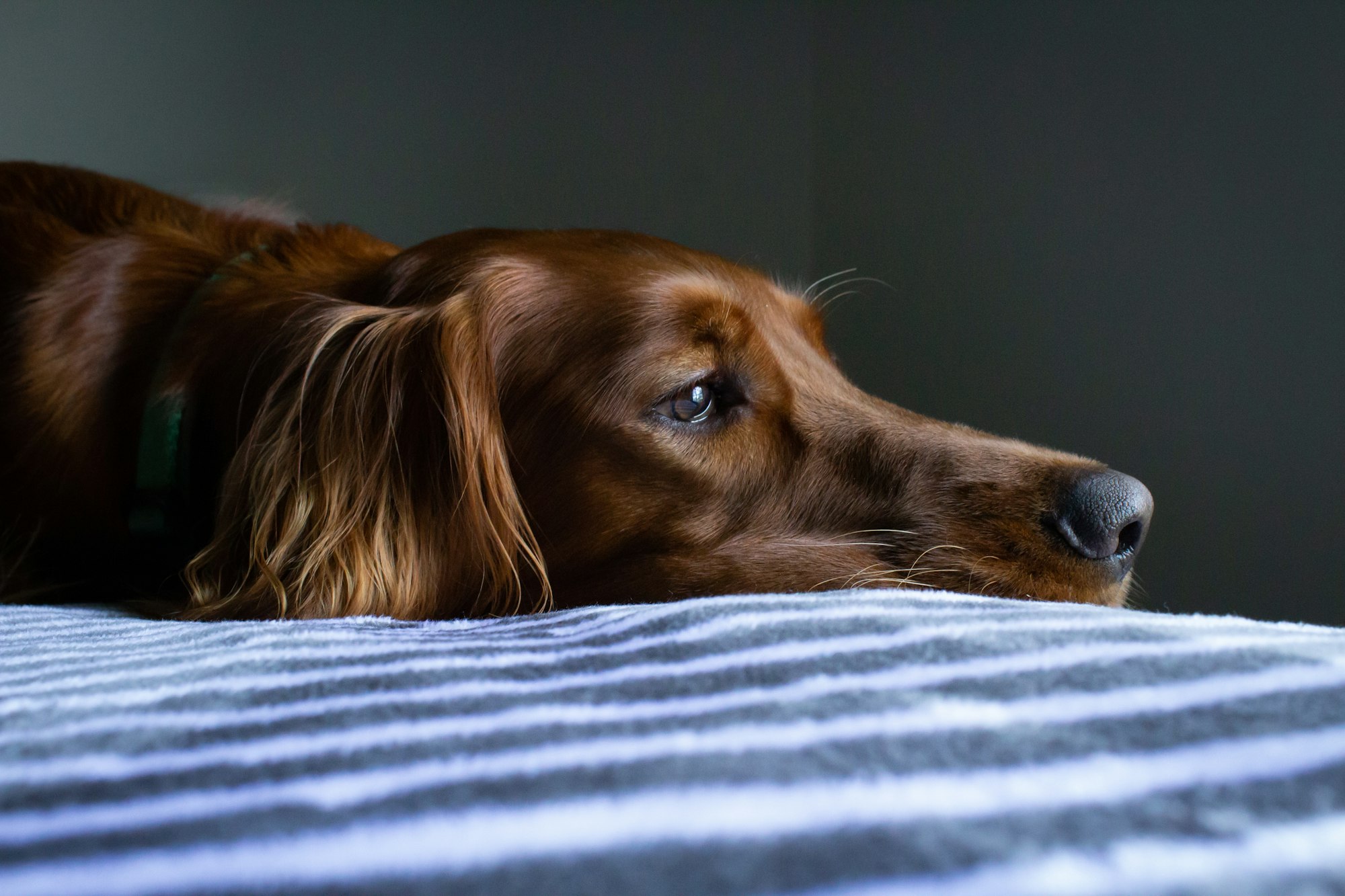 short-coat brown Irish Setter dog lying on blue and white striped bedspread