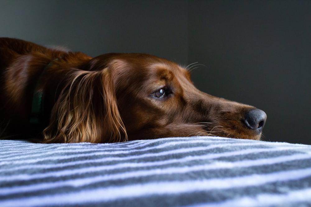 青と白の縞模様のベッドカバーに横たわるショートコートの茶色の犬