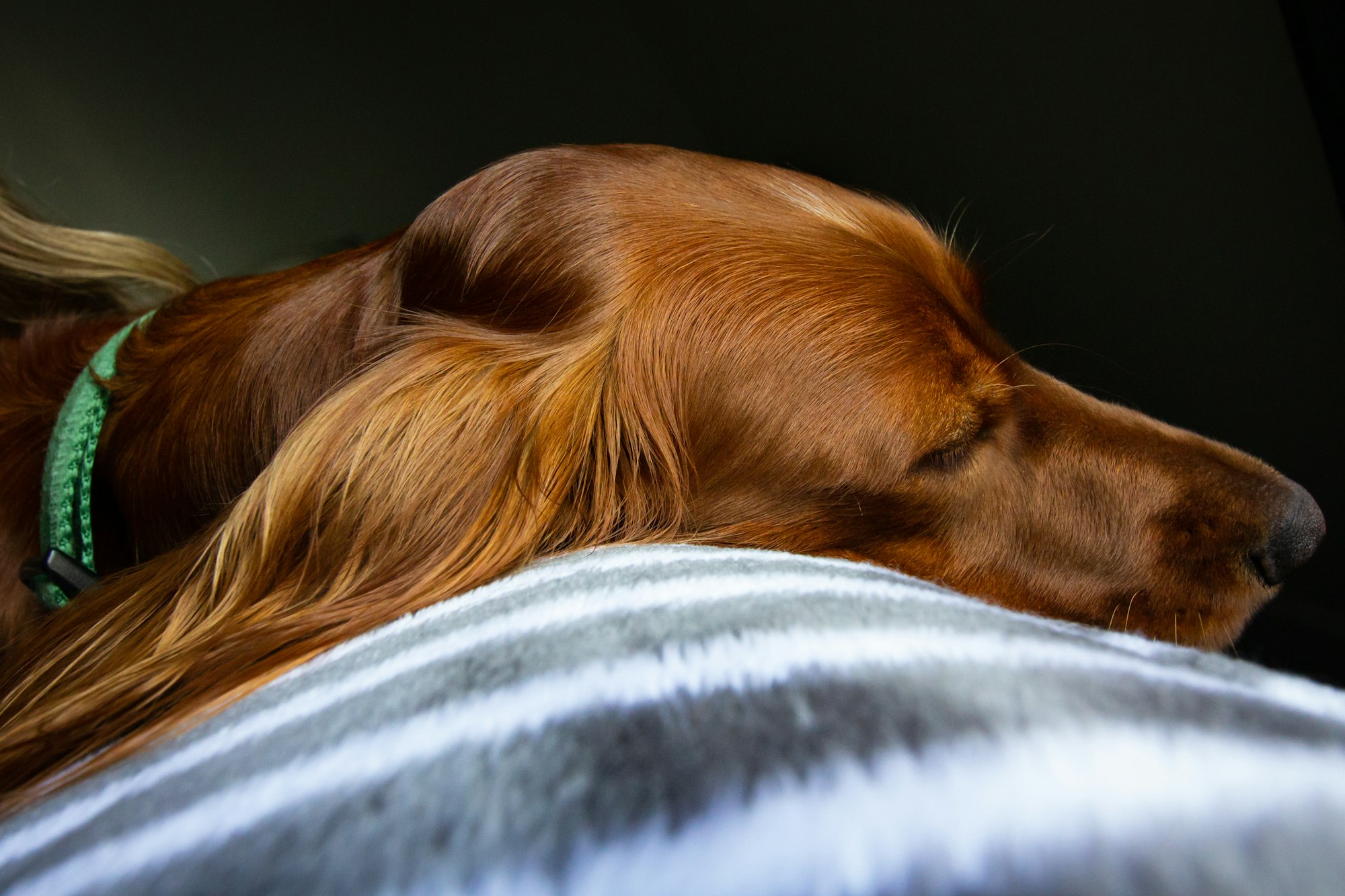 brown Irish Setter dog