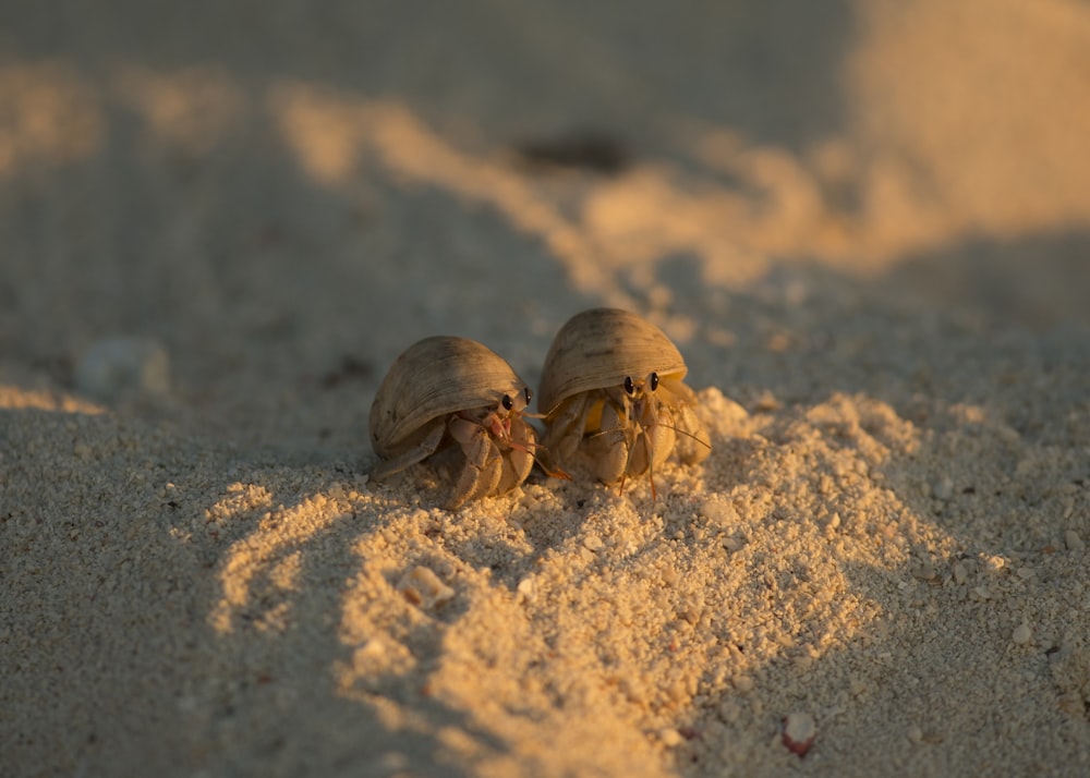 two brown hermit crab on sand at daytime
