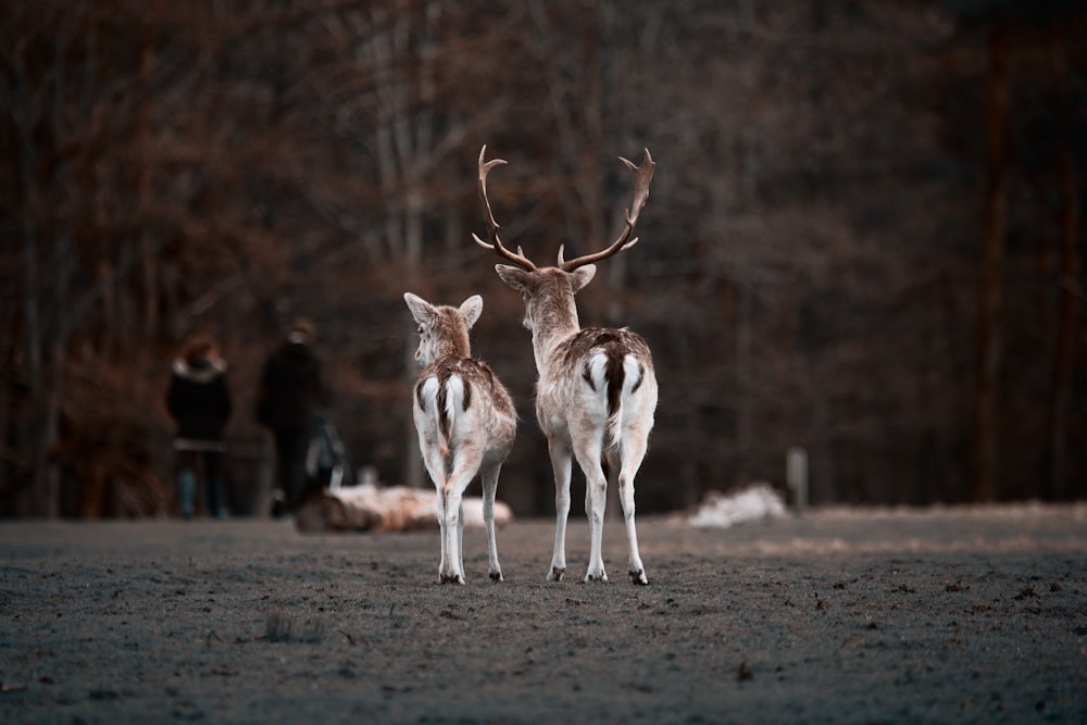 selective focus photography of two deer in park