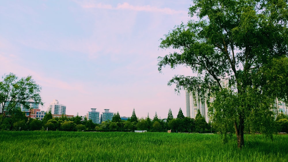 green grass field