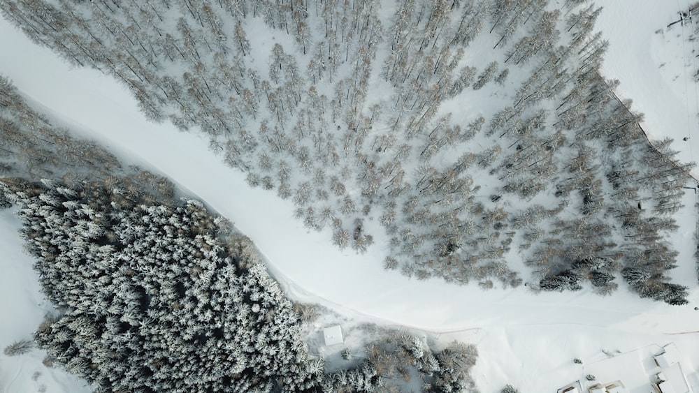 fotografia aerea di alberi bianchi