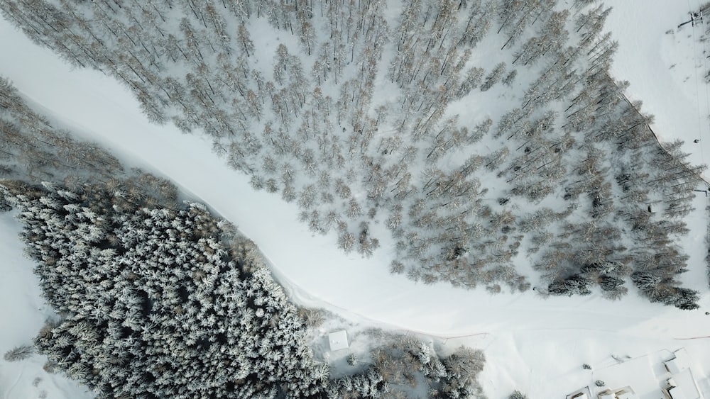 aerial photography of white trees