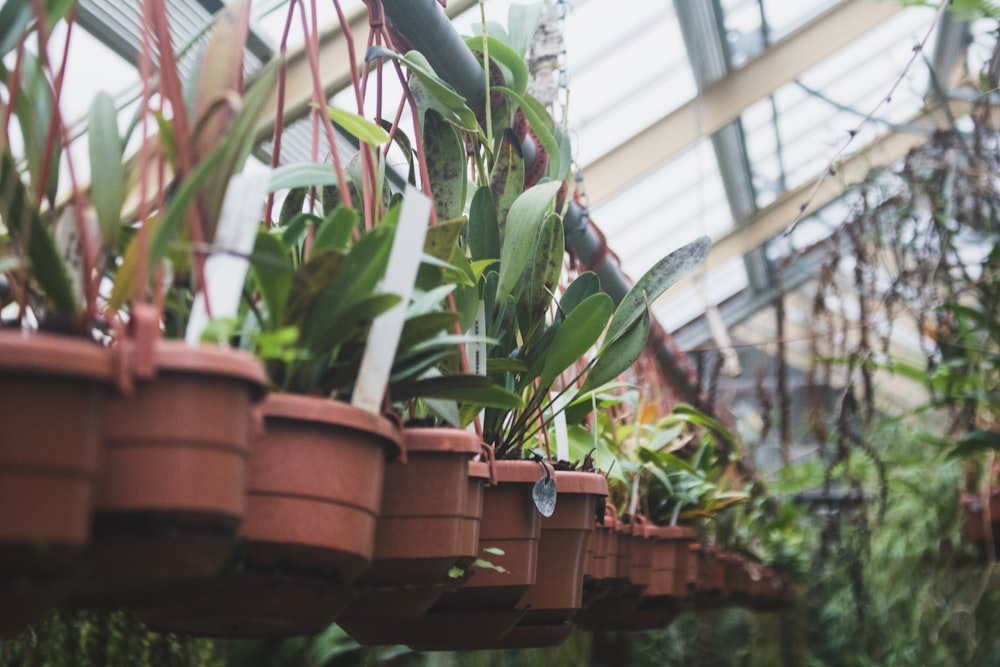 green leafed plant in pot inside plant house