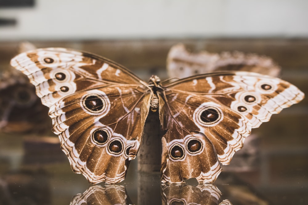 common buckeye butterfly