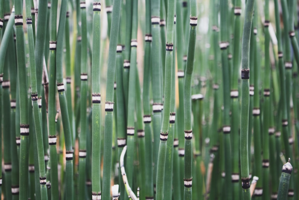 Plante de bambou