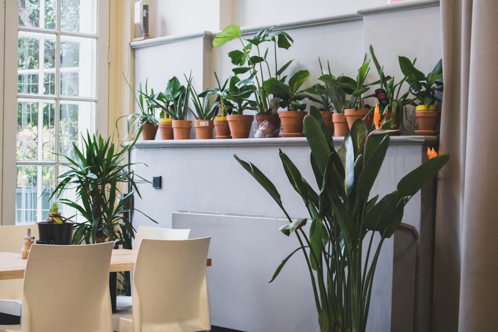 green leaf plants on individual pots near dining table inside room