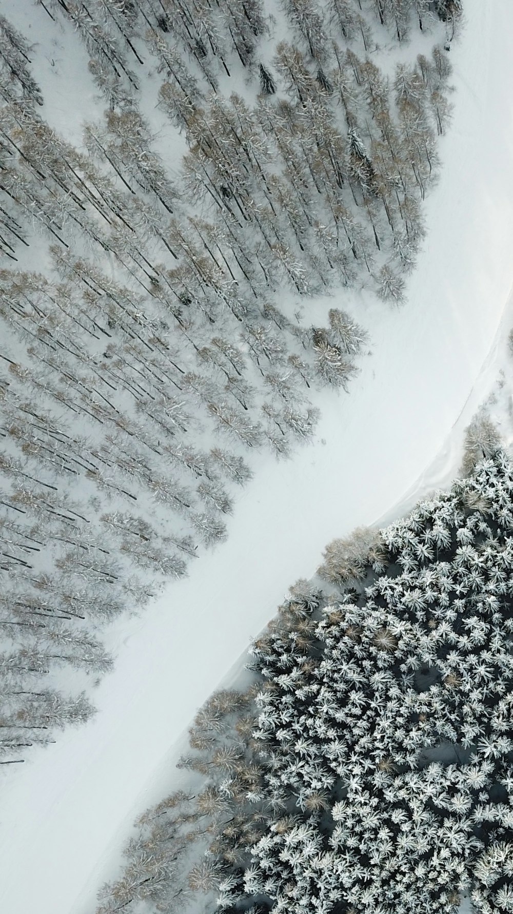 aerial photography of snow trail in between trees