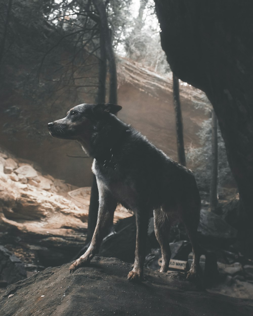 grey and white dog