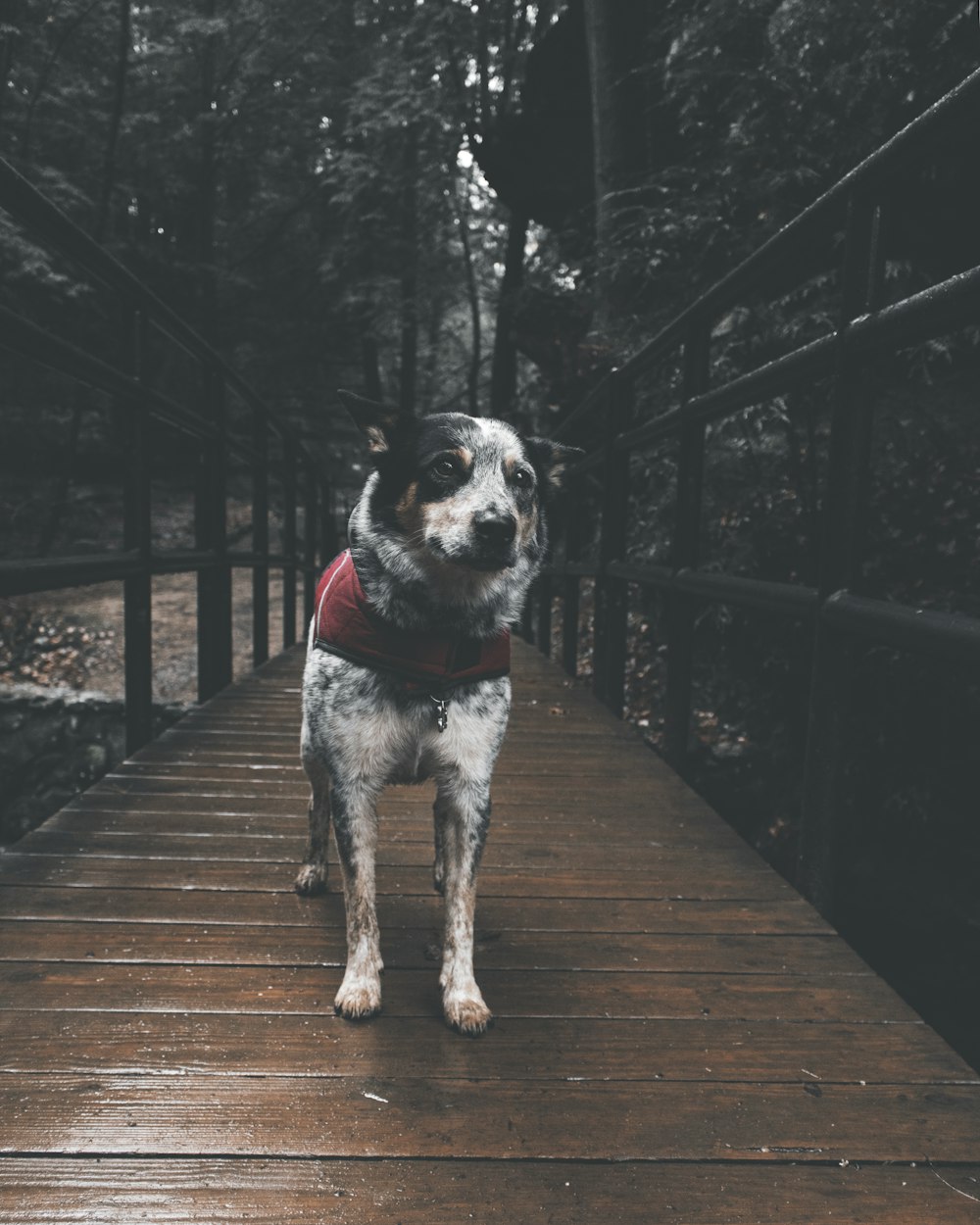 black and white dog standing on wooden bridge