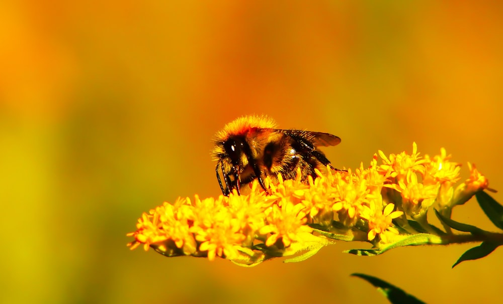 selective focus photography of bee on yellow flower