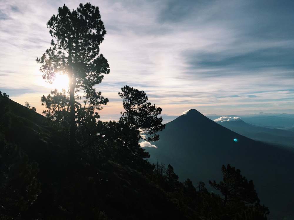 silhouette of trees