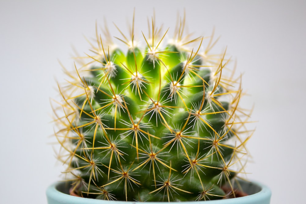green cactus in pot