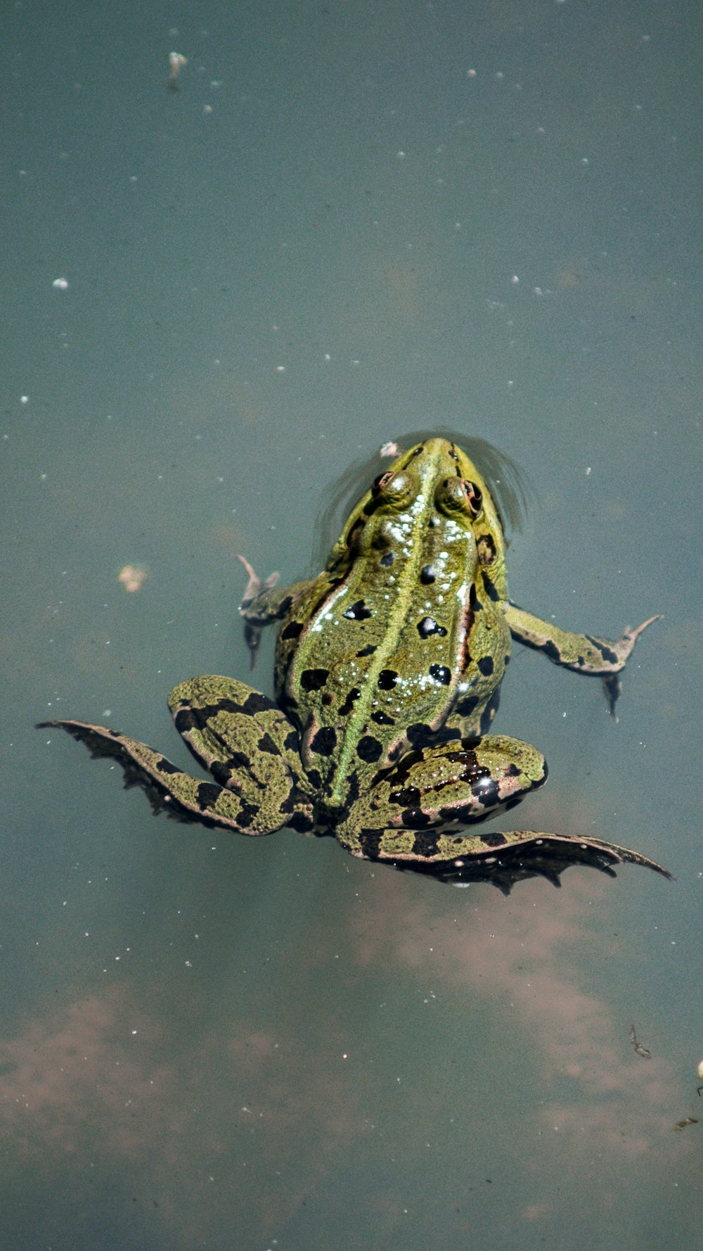 brown and black frog on water