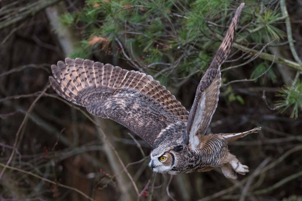 brown and grey owl flying near tree