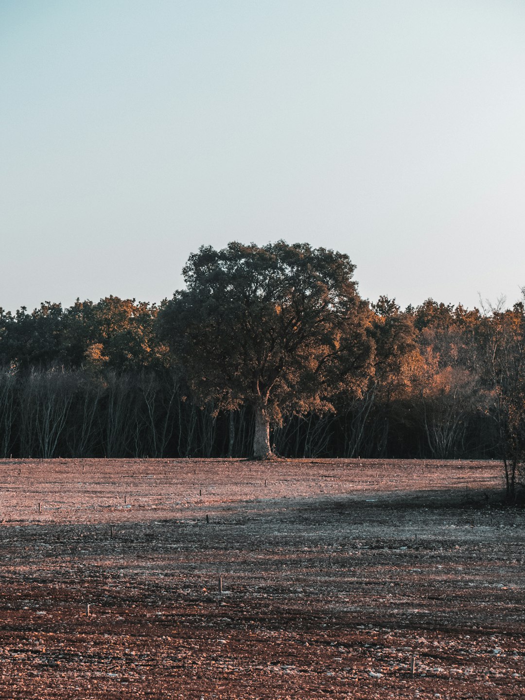 silhouette of trees near body of water painting