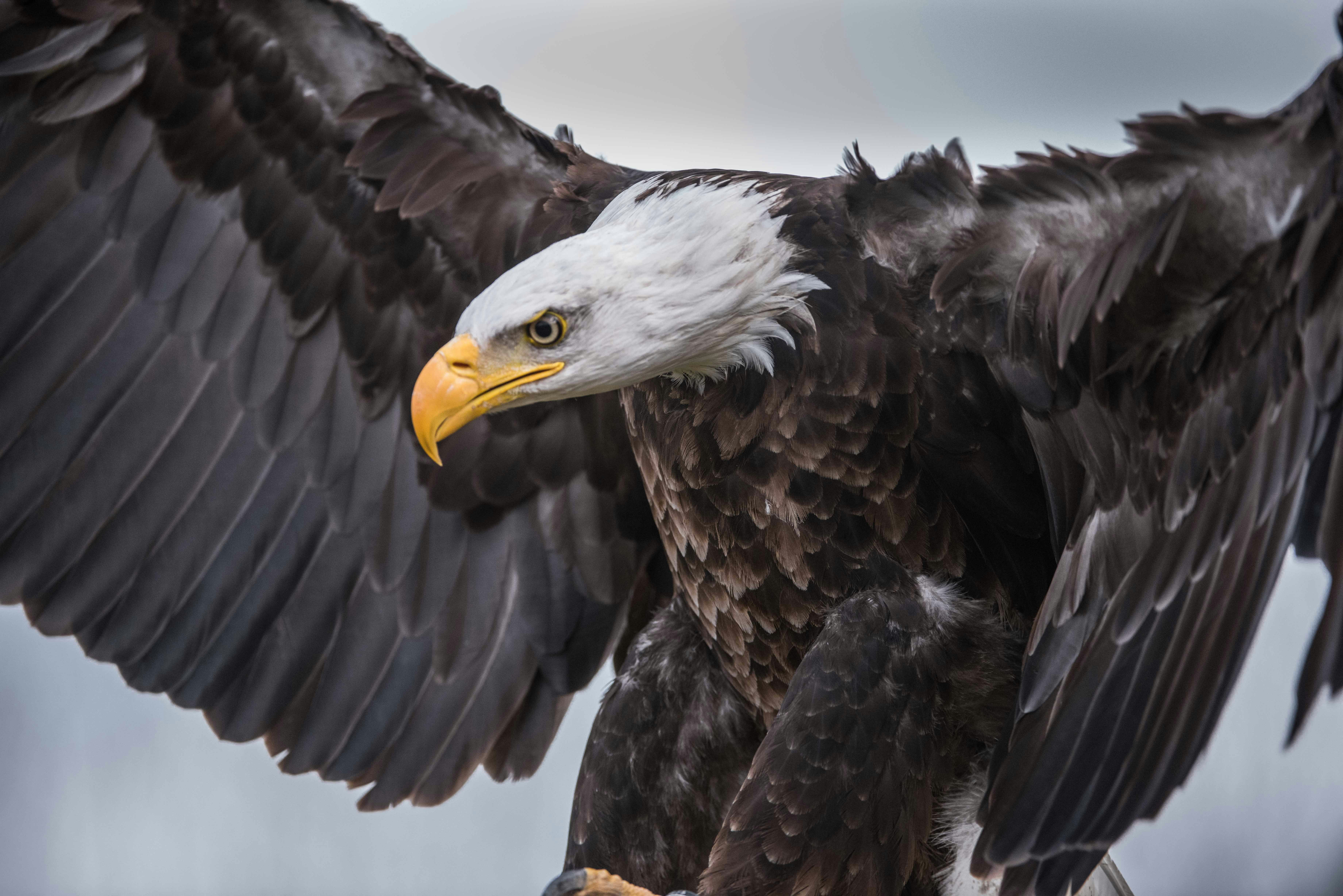 shallow focus photo of bald eagle