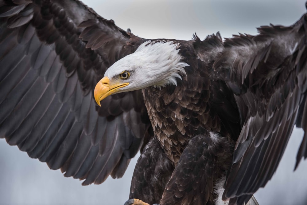 shallow focus photo of bald eagle