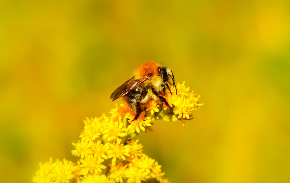 worker bee perched on flower during daytime