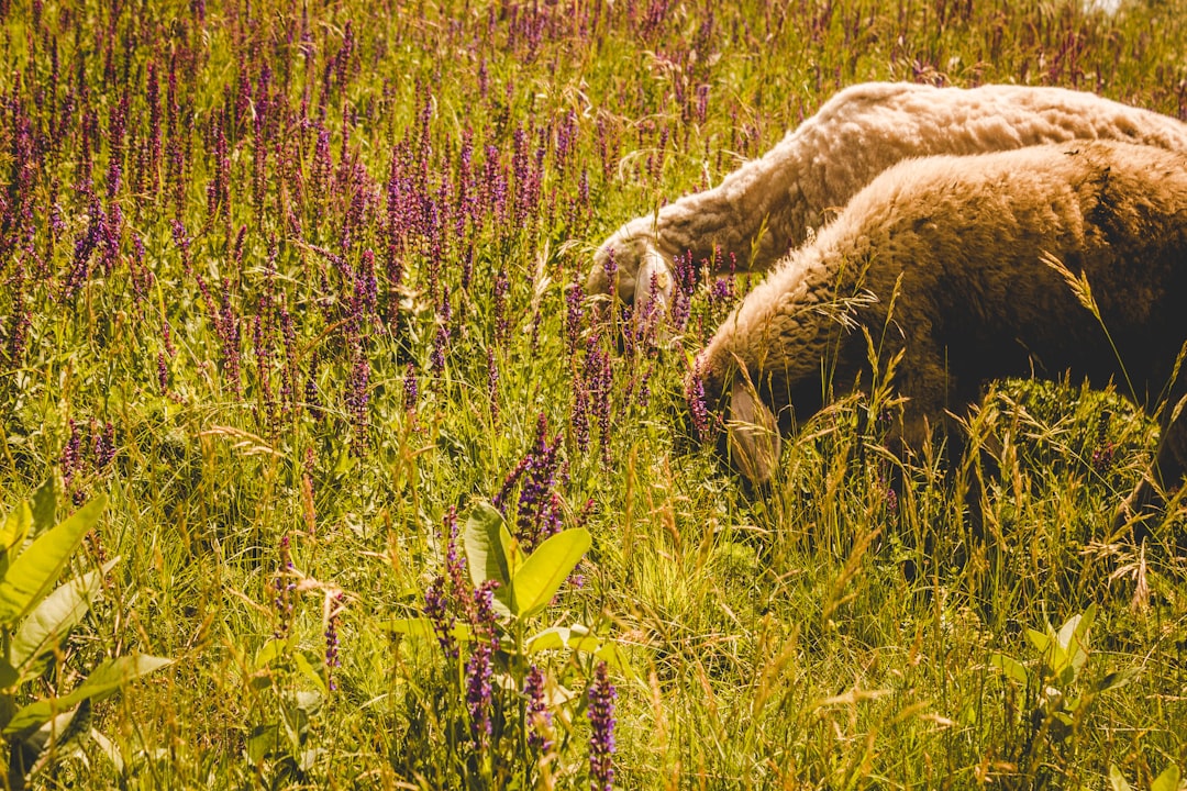 two lambs on green grass and purple lavender field