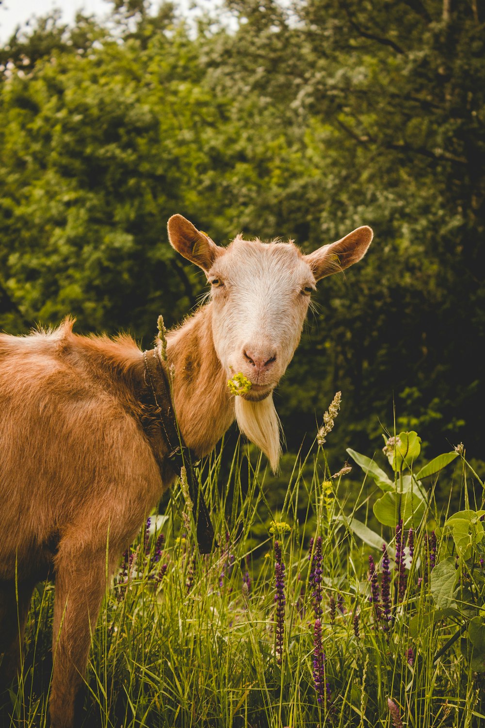 brown goat at forest eating grass