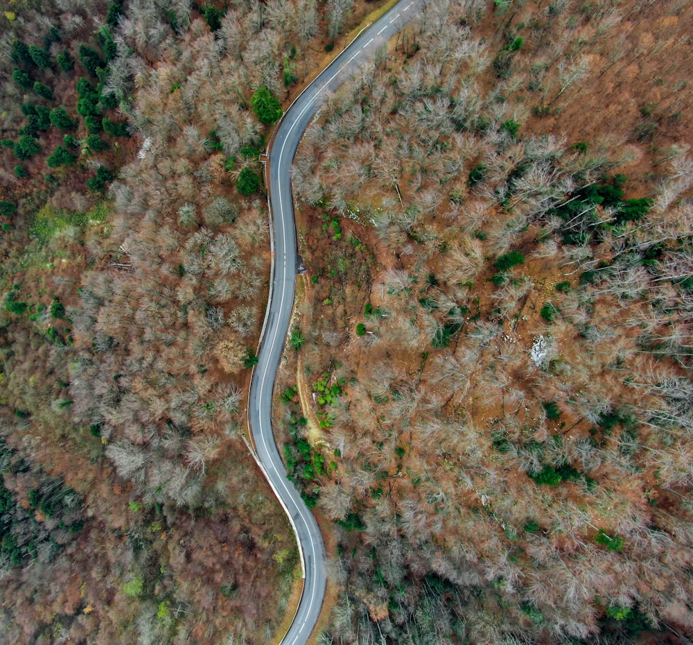 areal photography of road between trees