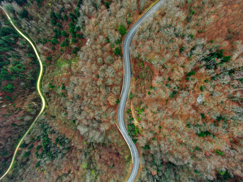areal photography of concrete road between trees