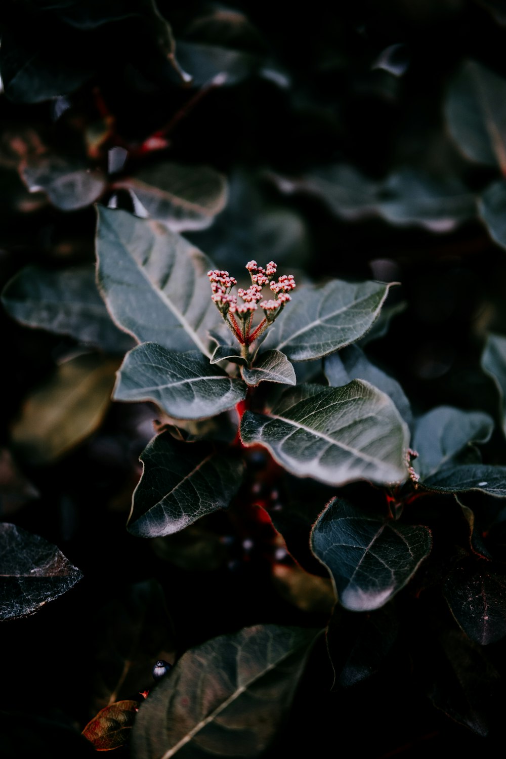 pink petaled flower with green leaves