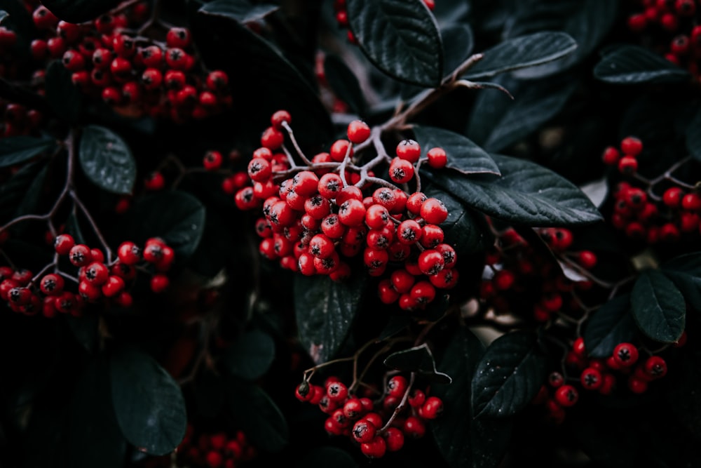 red berries view