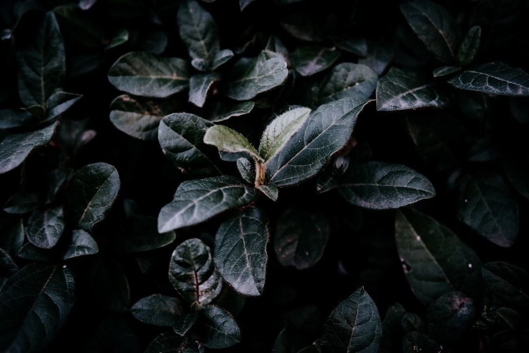 green-leafed plants