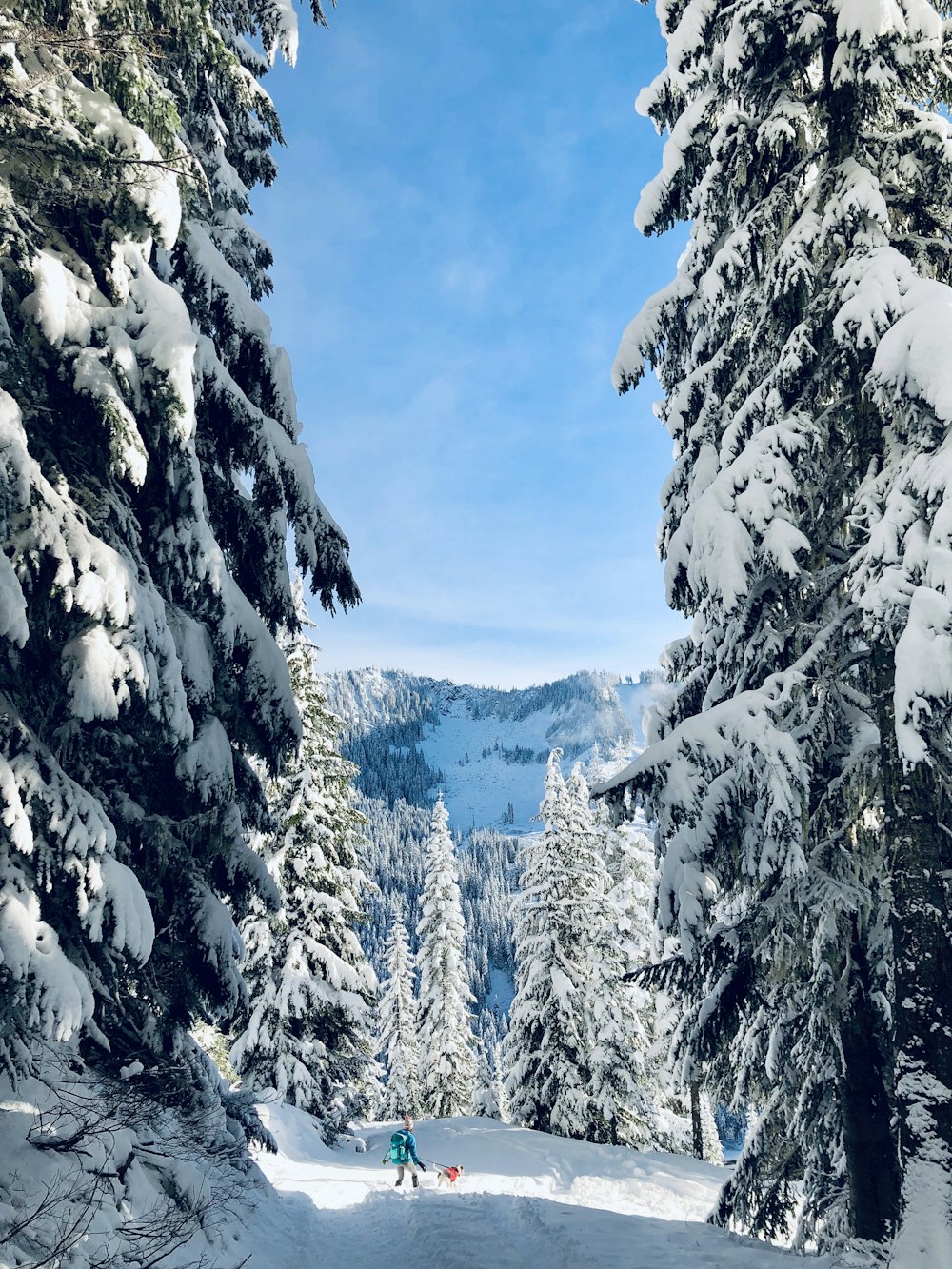 trees covered by snow