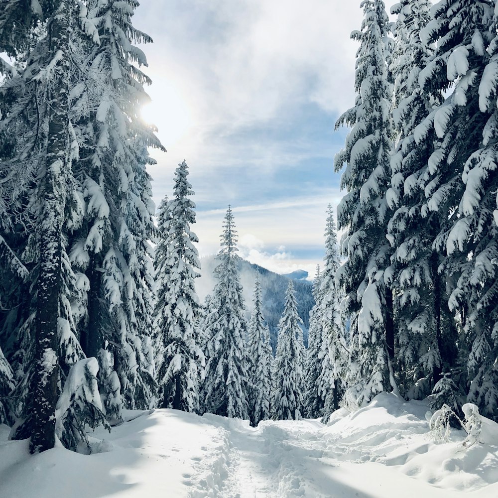 pine trees covered with snow