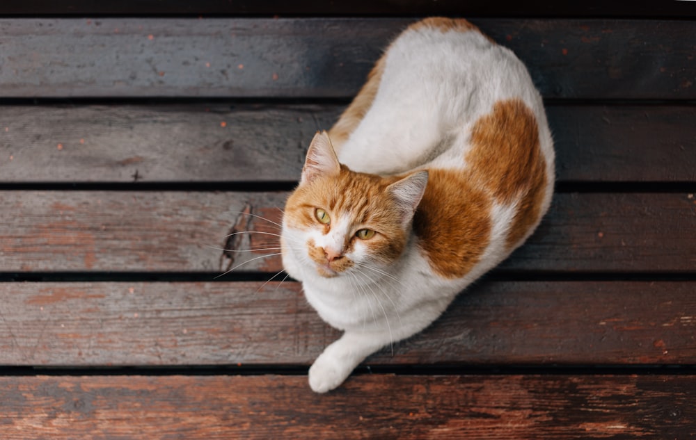 Gato naranja y blanco en el suelo