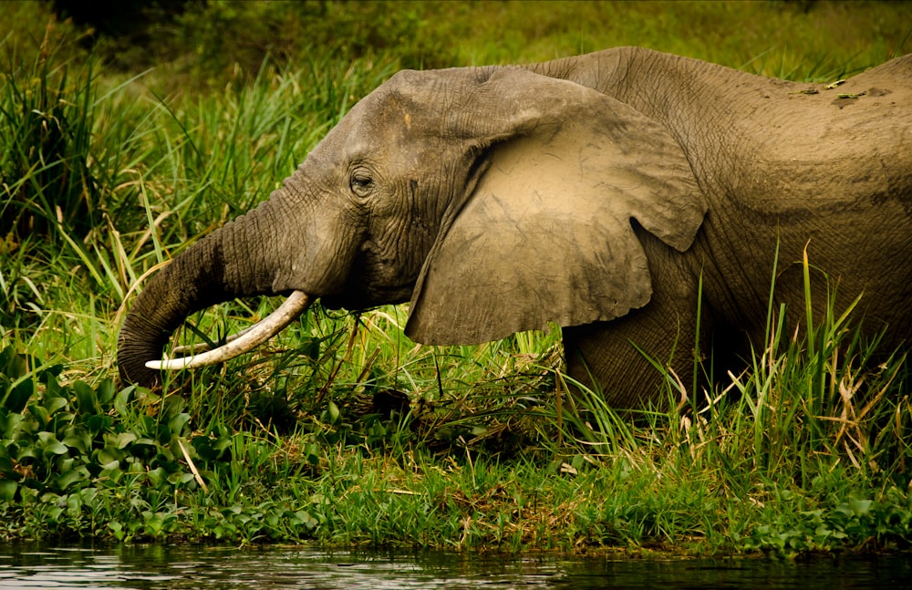 black Elephant walking