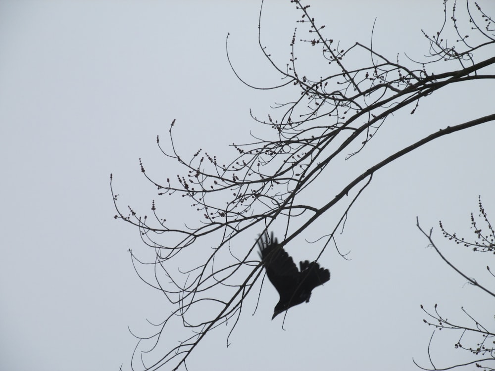 black bird flying during daytime