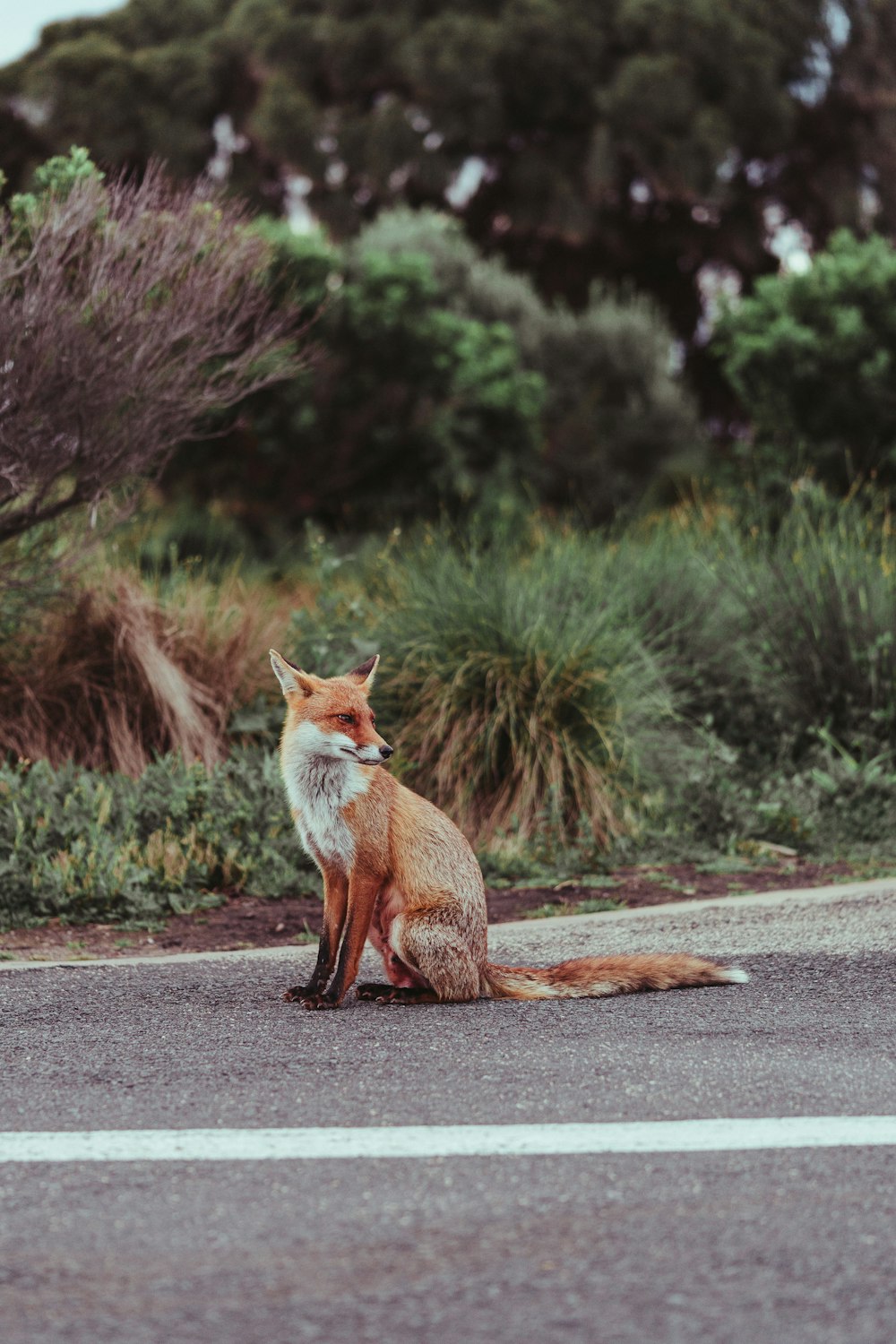 20+ Fox Images | Download Free Pictures On Unsplash