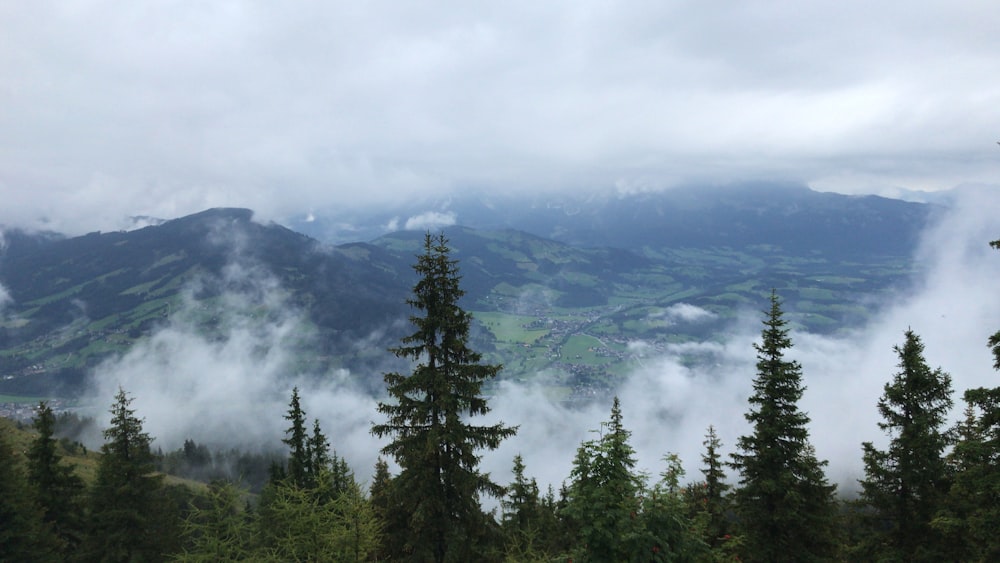 pine trees and mountain during daytime