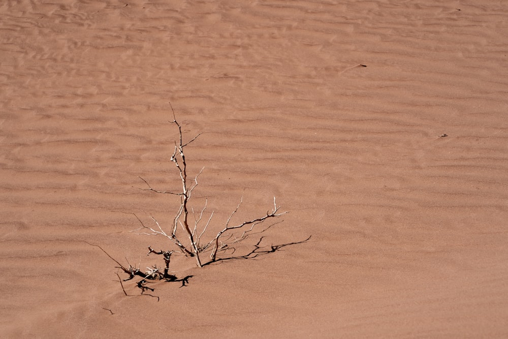 bare tree in sand dunes during daytime