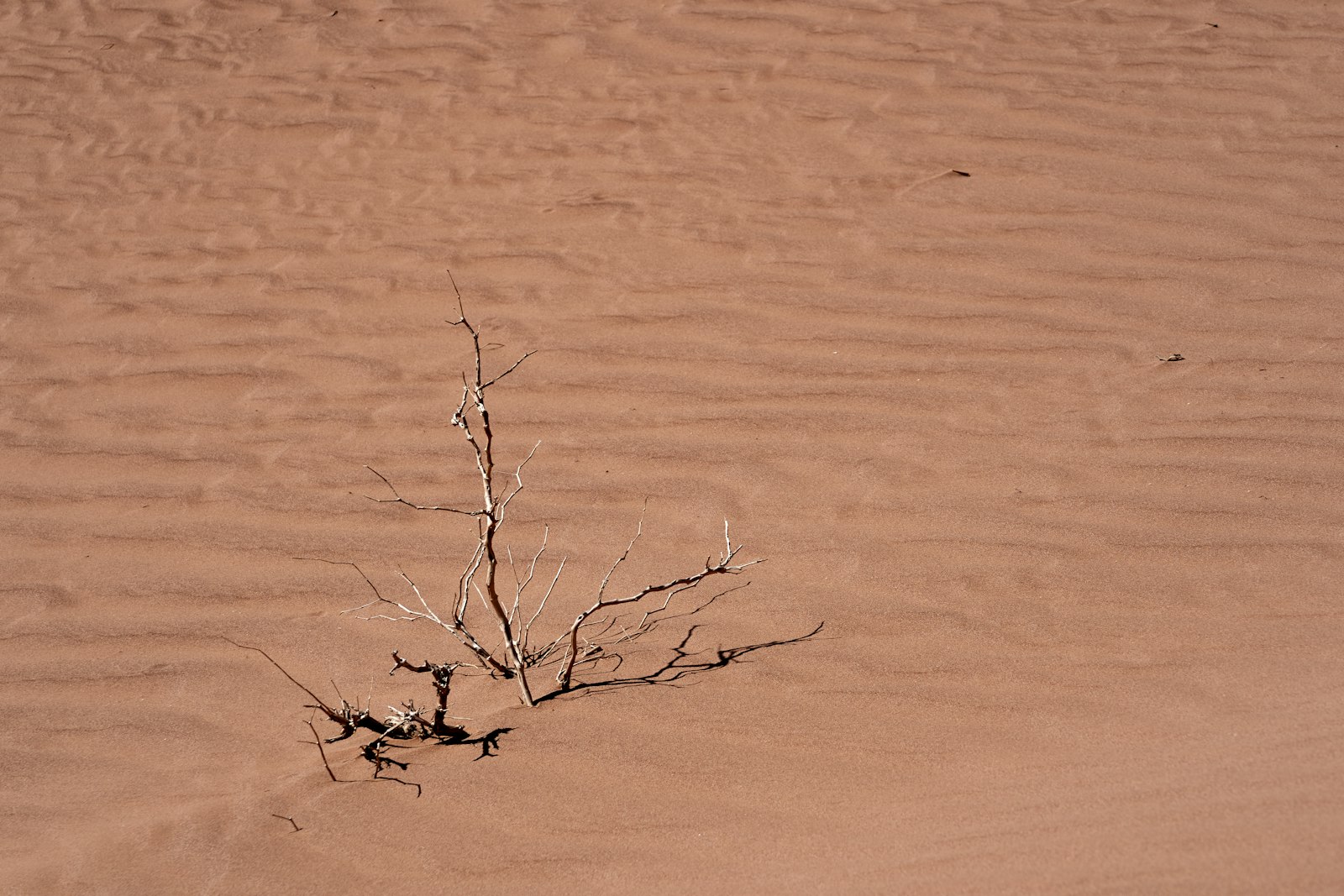 Sony FE 70-300mm F4.5-5.6 G OSS sample photo. Bare tree in sand photography