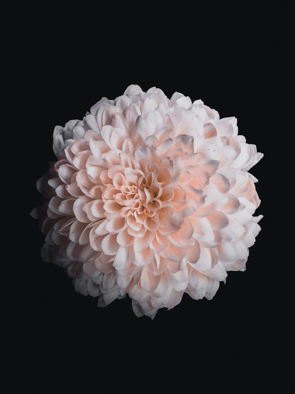 Foto flor rosa dália em flor – Imagem de Flor grátis no Unsplash