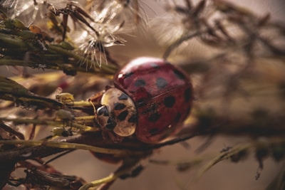 Detailed shot of a ladybug crawling along a green stem.